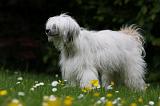 CHIEN NU CHINOIS 176